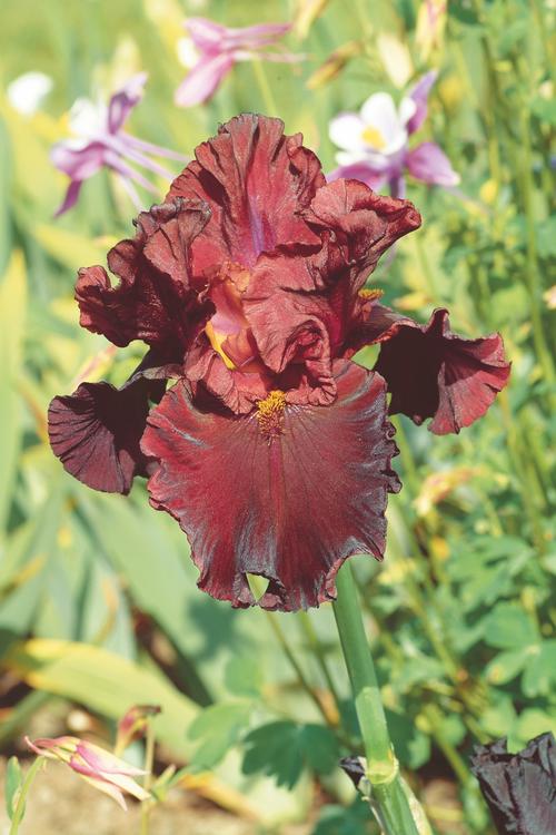Iris germanica 'Raptor Red'