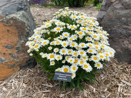 Leucanthemum superbum 'Madonna'