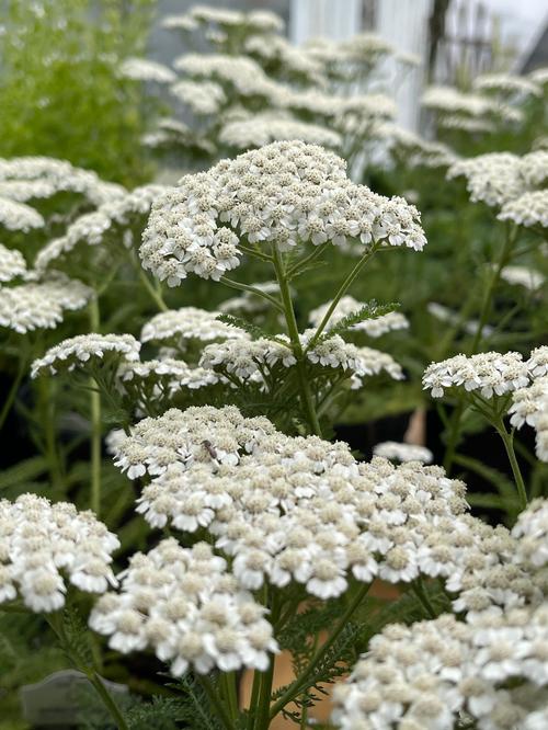 Achillea millefolium 'New Vintage™ White'