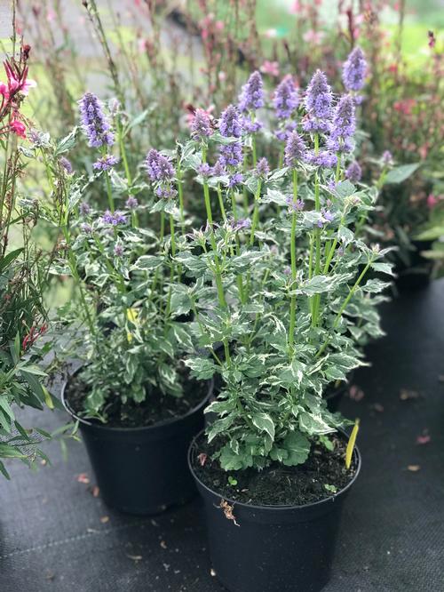 Agastache x (Anise hyssop)