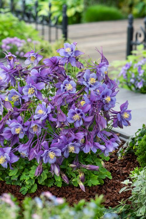 Aquilegia Earlybird™ Purple Blue