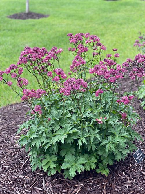 Astrantia major 'Burgundy Manor'