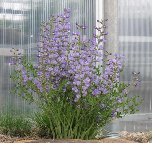 Baptisia australis var. 'Minor'