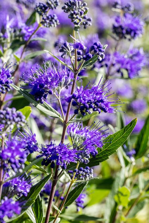 Caryopteris x clandonensis 'Dark Knight'