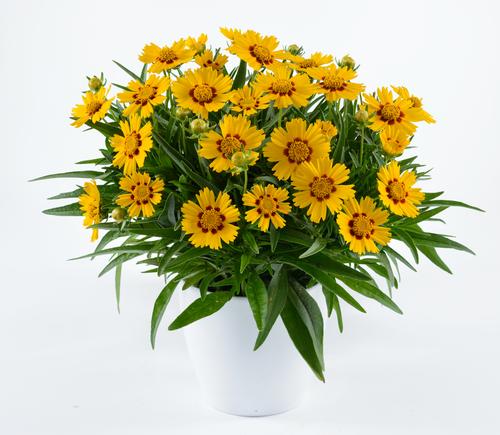 Coreopsis grandiflora 'Solanna™ Bright Touch'