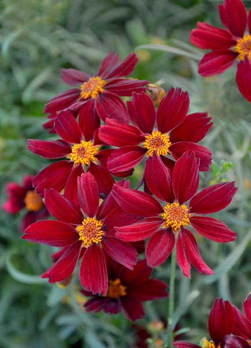 Coreopsis 'Permathread™ Red Satin'