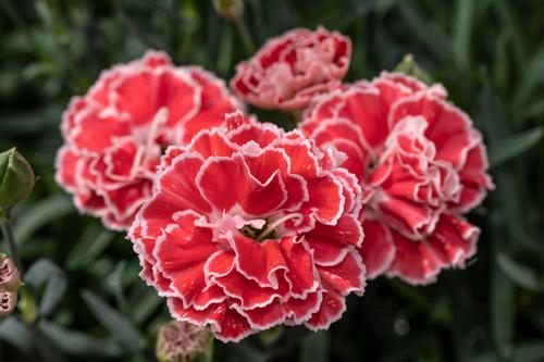 Dianthus 'Constant Beauty™ Crush Orange'