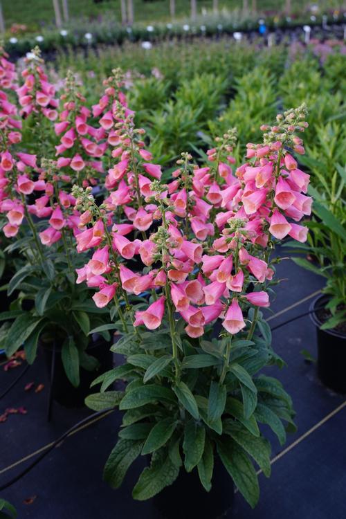 Digitalis hybrida 'Arctic Fox™ Rose'