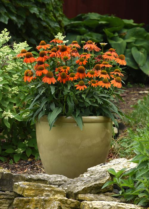 Echinacea 'Artisan™ Soft Orange'