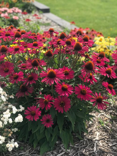 Echinacea purpurea 'KISMET® Raspberry'