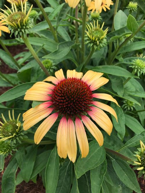 Echinacea purpurea 'Smoothie™ Strawberry Mango'