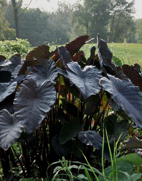 Elephant Ears - Colocasia esculenta 'Black Sapphire Gecko'