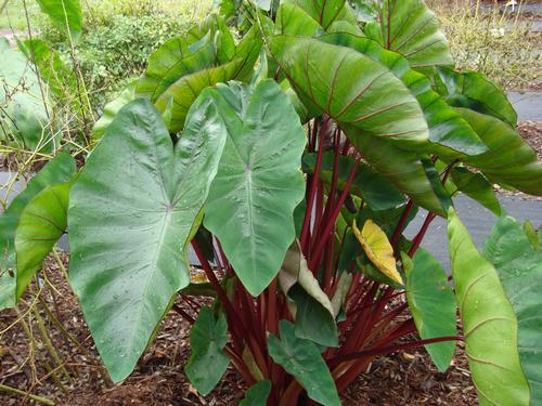 Elephant Ears - Colocasia esculenta 'Royal Hawaiian® Punch'