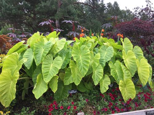 Elephant Ears - Colocasia Royal Hawaiian® Maui Gold