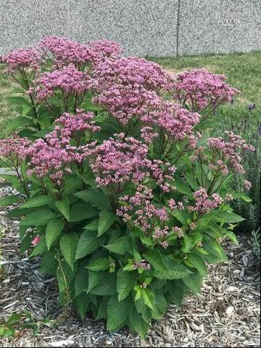 Eupatorium purpureum 'Euphoria™ Ruby'