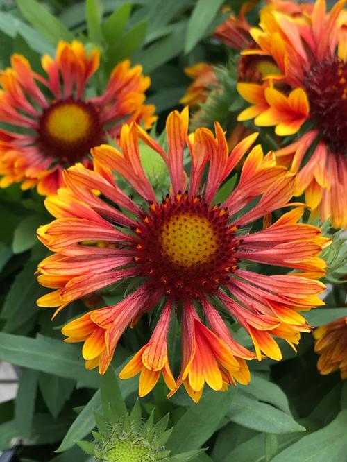 Gaillardia aristata 'Spintop Mariachi Copper Sun'