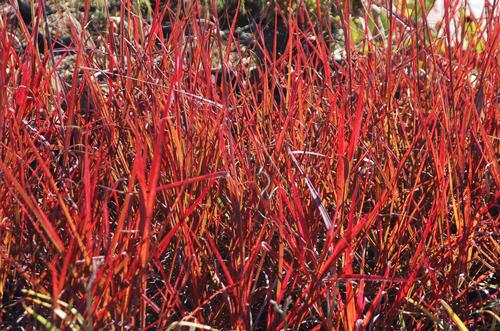 Andropogon gerardii 'Red October'