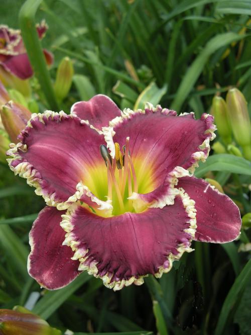 Hemerocallis 'Bettylen'