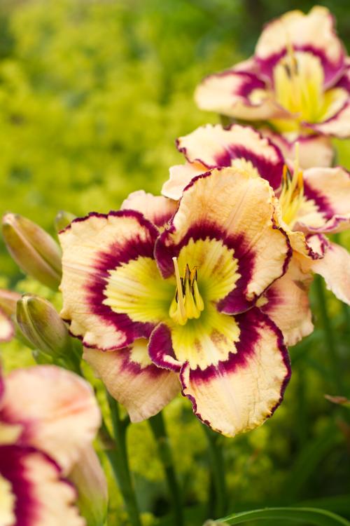 Hemerocallis 'Spacecoast Sea Shells'