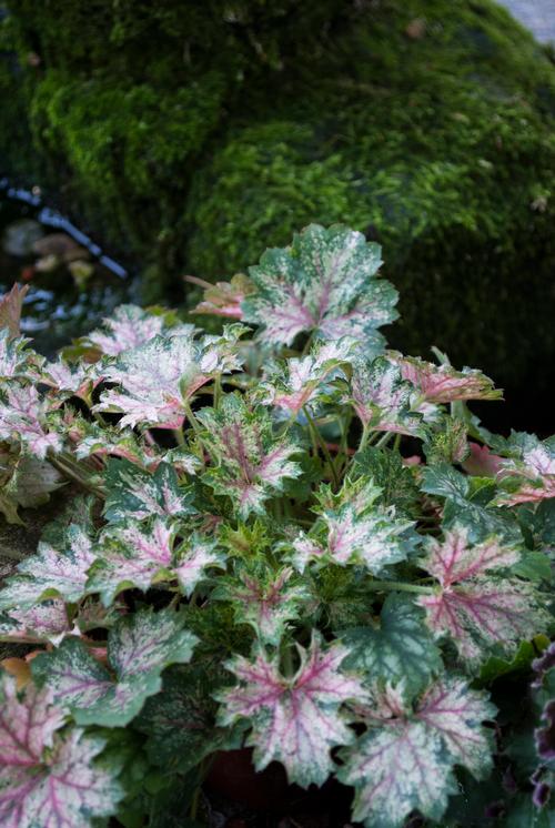 Heuchera 'Dew Drops'