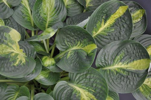 Hosta Warwick Comet