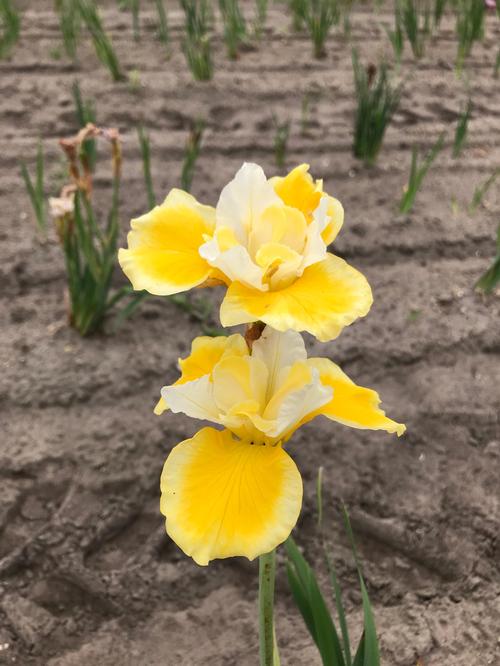 Iris siberica 'Peacock Butterfly™ Solar Energy'