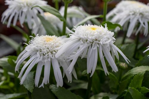 Leucanthemum superbum 'Carpet Angel Daisy™'