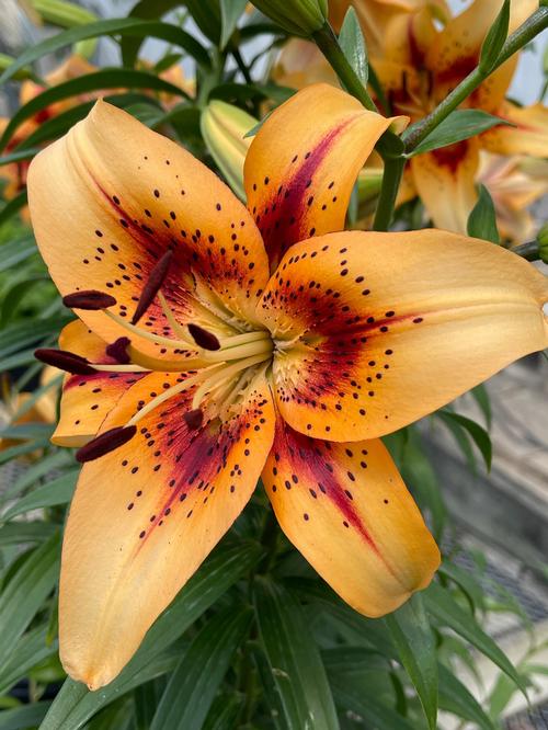 Lilium - AOA Hybrid Hotel California