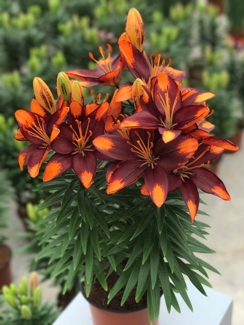 Lilium - Asiatic Pot Lily Looks™ 'Tiny Lion'