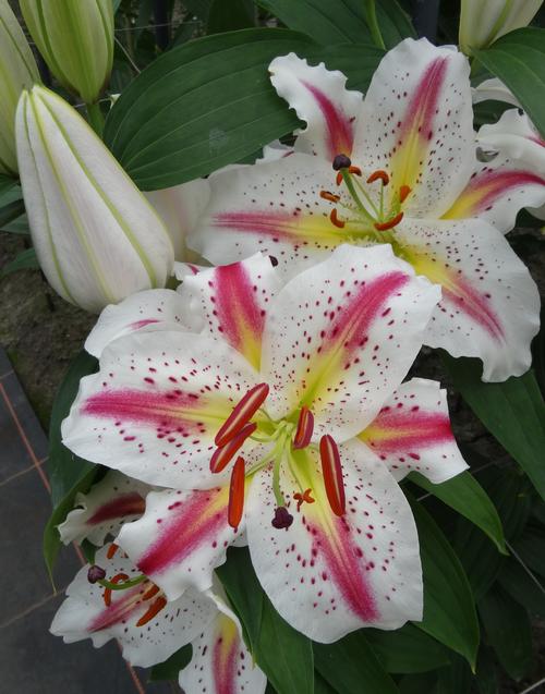 Lilium - Oriental Lily 'Playtime'