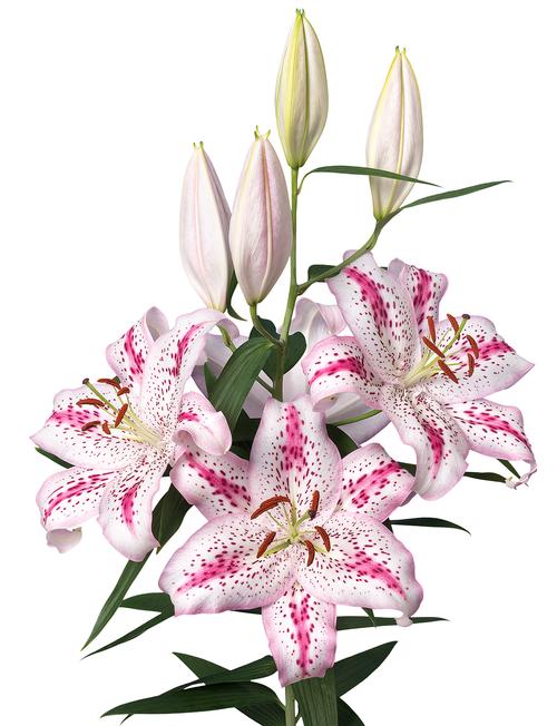 Lilium - Oriental Lily oriental (Lily)