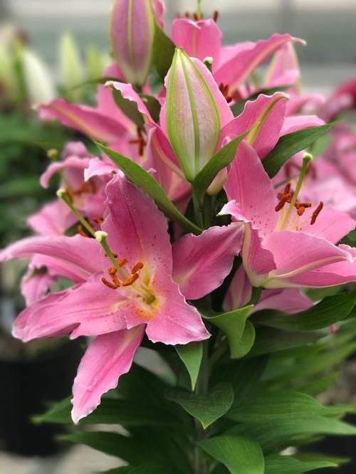 Lilium - Oriental Pot Lily Looks™ 'Sunny Camino'