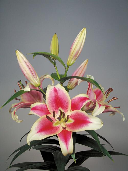 Lilium - OT Hybrid Lily OT (Lily)