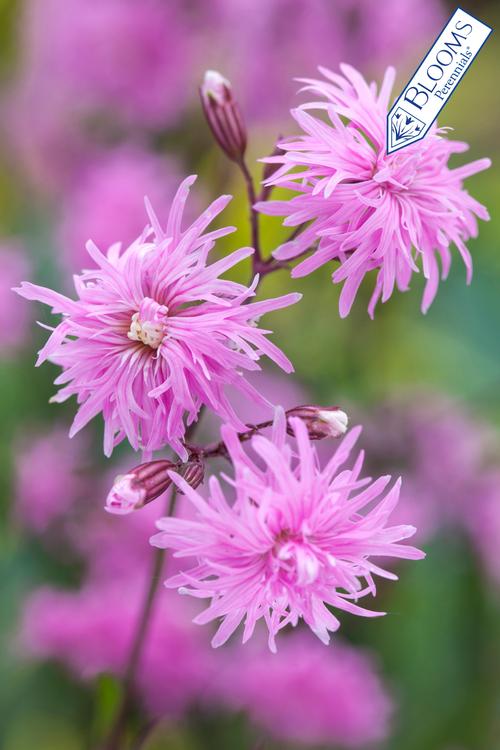 Lychnis flos-cuculi 'Petite Jenny'