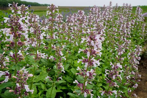Nepeta faassenii 'Whispurr Pink'