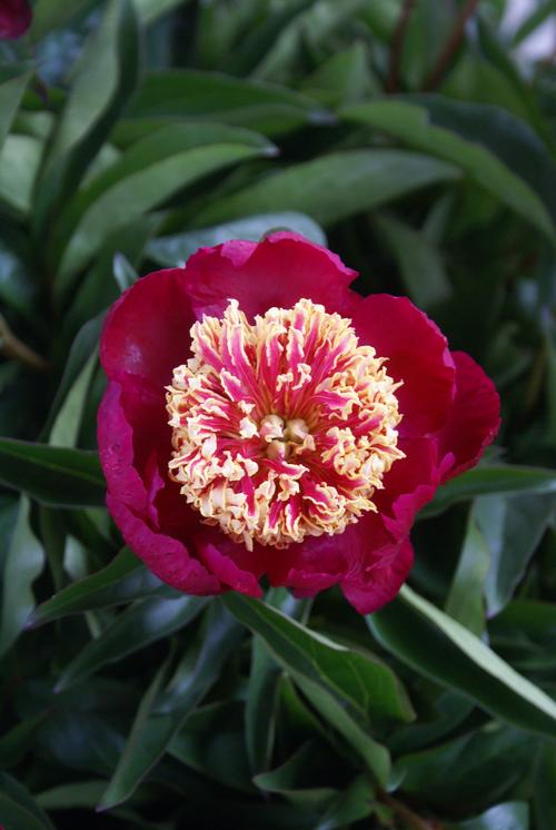 Peony 'Nippon Beauty'