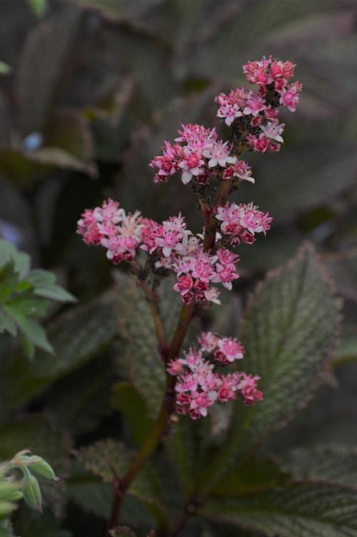 Rodgersia pinnata 'Superba'