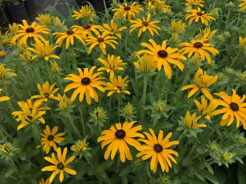 Rudbeckia x 'Glitters Like Gold'