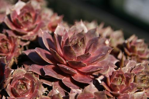 Sempervivum Hens & Chicks Purple Beauty