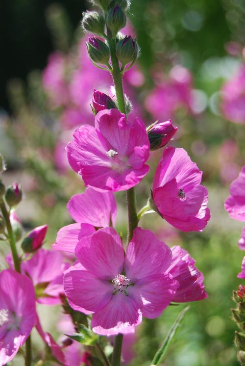 Sidalcea 'Candy Girl'