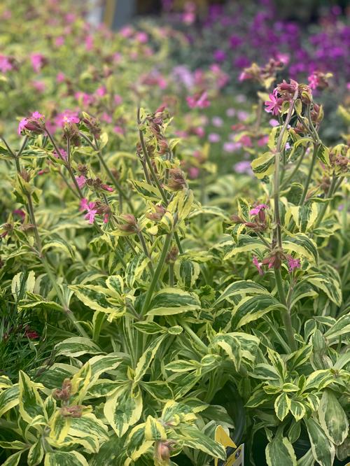 Silene dioica 'Clifford Moor'