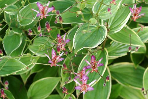 Tricyrtis formosana 'Gilt Edge'