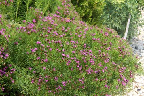 Vernonia lettermannii 'Iron Butterfly'