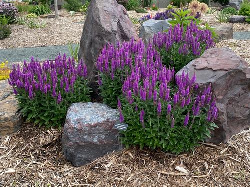 Veronica spicata Purplegum Candles