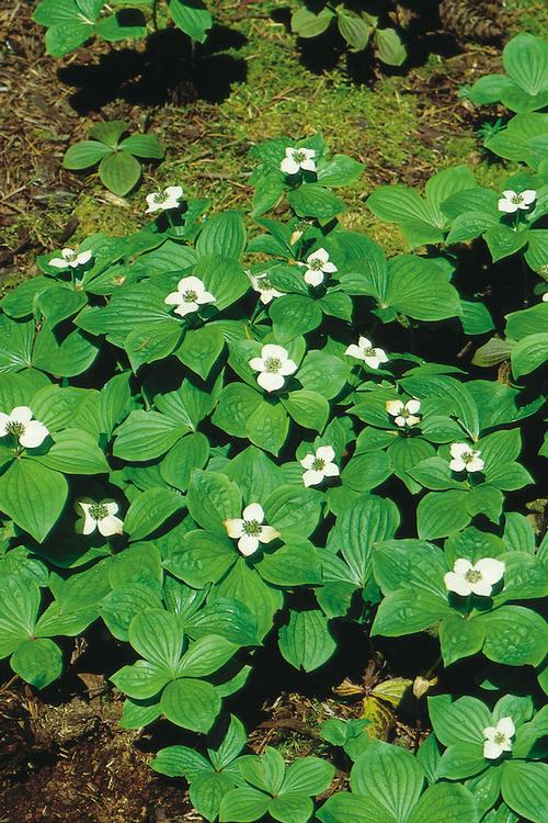 Cornus canadensis 