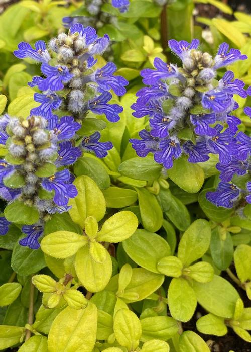 Ajuga 'Feathered Friends™ Cordial Canary'