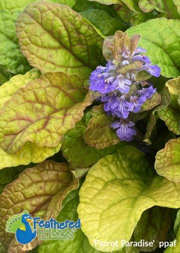 Ajuga 'Feathered Friends™ Parrot Paradise'