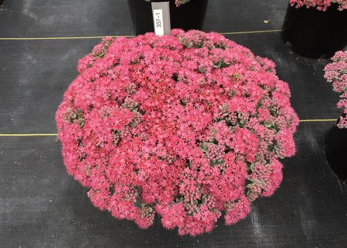 Sedum SunSparkler® Series Cosmic Comet