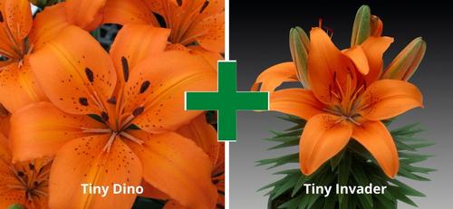 Lilium - Asiatic Pot Lily Looks™ 'Bloom Extensions™ Orange'