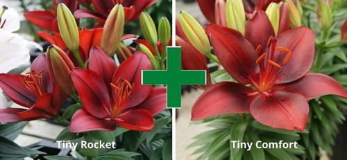 Lilium - Asiatic Pot Lily Looks™ 'Bloom Extensions™ Red'